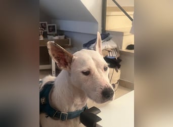 Bezaubernder DRACO-Ein Herz auf vier Pfoten sucht sein Für-immer-Zuhause!
