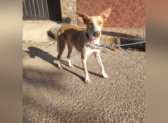 DAMA-zarte, noch etwas schüchterne, Podenco-Mädchen