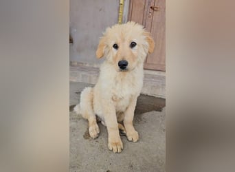 SLEEPY-ein fröhlicher, aufgeschlossener, sehr menschenbezogener Welpe sucht sein Für-Immer-Zuhause