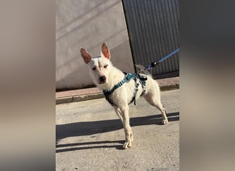 Bezaubernder DRACO-Ein Herz auf vier Pfoten sucht sein Für-immer-Zuhause!