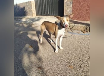 DAMA-zarte, noch etwas schüchterne, Podenco-Mädchen
