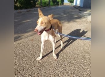 DAMA-zarte, noch etwas schüchterne, Podenco-Mädchen