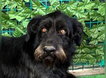 NERO-hübscher, liebevoll-freundlicher Mischlingsrüde