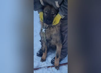 Hübscher LAURENT-superfreundlich, liebenswert-sein grösster Wunsch:eine liebevolle Für-immer-Familie