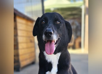 JAX -einer der „liebsten und freundlichsten Hunde, die wir je im Tierheim hatten“