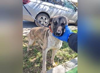 Wunderbarer VINCENT- ein Seelenhund sucht liebevolles Für-immer-Zuhause
