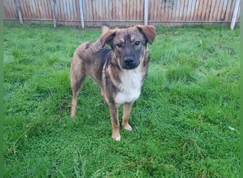 ROCKY-ein verlässlicher, intelligenter, liebevoller Begleiter sucht seine Für-immer-Menschen