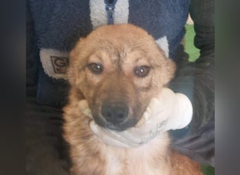 ATHENA-unglaublich freundlich, offen, verspielt, sucht ihre liebevolle Für-immer-Familie