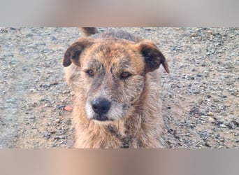 NELSON-kleiner Träumer, sanft,ruhig Seele, wartet sehnsüchtig auf sein liebevolles Für-immer-Zuhause