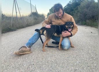 EDITH-Treue Hundeseele sucht Glück auf Lebenszeit bei einer liebevollen Für-immer-Familie