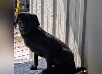 DIVA-wer kann der kleinen Maus mit glänzendem schwarzen Fell und hoffnungsvollen Blick wiederstehen?