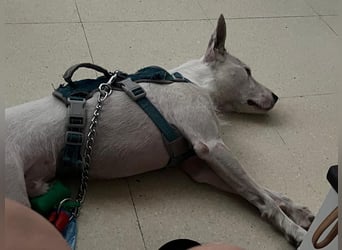 Bezaubernder DRACO-Ein Herz auf vier Pfoten sucht sein Für-immer-Zuhause!