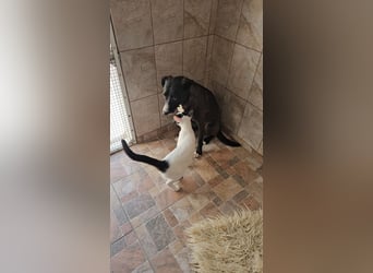 MABEL-strahlende Überleberin mit großem Herzen sucht liebevolles Für-immer-Zuhause