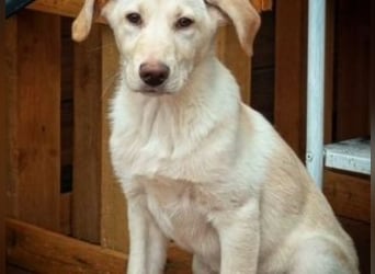 ASLAND-Ein junger Hund, der endlich ankommen möchte