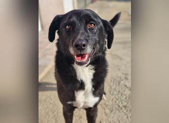 JAX -einer der „liebsten und freundlichsten Hunde, die wir je im Tierheim hatten“