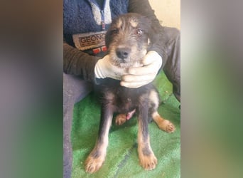 THOR-sanftes, ruhiges, freundliches Wesen wartet sehnsüchtig auf sein liebevolles Für-immer-Zuhause