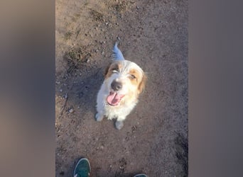 LARI-lebensfrohe Gefährtin auf der Suche ihrem schönen Für-immer-Zuhause