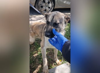 Wunderbarer VINCENT- ein Seelenhund sucht liebevolles Für-immer-Zuhause