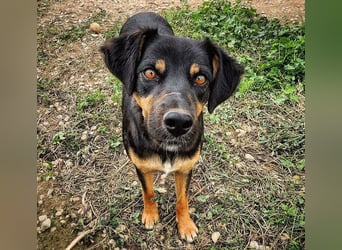 EDITH-Treue Hundeseele sucht Glück auf Lebenszeit bei einer liebevollen Für-immer-Familie