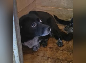 BECKY-sucht sehnsüchtig ihr kuscheliges Hundekörbchen bei einer lieben Für-immer-Familie