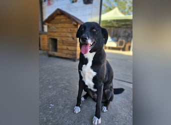 JAX -einer der „liebsten und freundlichsten Hunde, die wir je im Tierheim hatten“