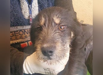 THOR-sanftes, ruhiges, freundliches Wesen wartet sehnsüchtig auf sein liebevolles Für-immer-Zuhause