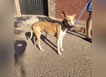 DAMA-zarte, noch etwas schüchterne, Podenco-Mädchen
