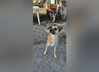 ARBI-Sanftes, freundliches, offenes, ruhiges, sozialisiertes Mädchen sucht Für-immer-Zuhause