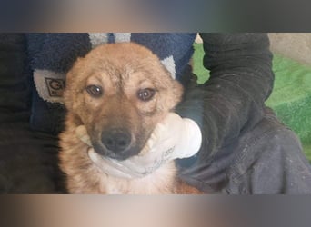 ATHENA-unglaublich freundlich, offen, verspielt, sucht ihre liebevolle Für-immer-Familie