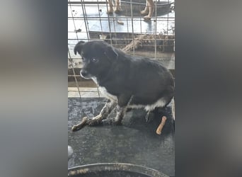 BECKY-sucht sehnsüchtig ihr kuscheliges Hundekörbchen bei einer lieben Für-immer-Familie