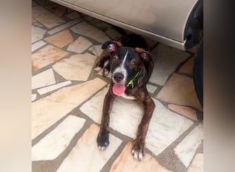 KAYO-kleiner Sonnenschein sucht sein Glück