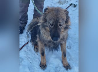 Hübscher LAURENT-superfreundlich, liebenswert-sein grösster Wunsch:eine liebevolle Für-immer-Familie