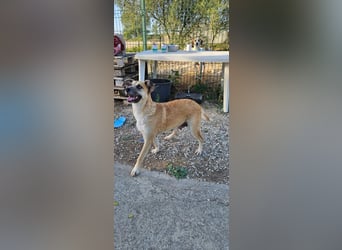 ARBI-Sanftes, freundliches, offenes, ruhiges, sozialisiertes Mädchen sucht Für-immer-Zuhause