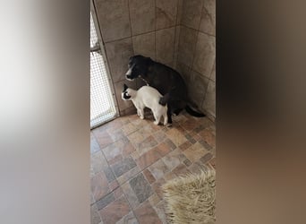 MABEL-strahlende Überleberin mit großem Herzen sucht liebevolles Für-immer-Zuhause