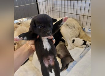 JAX -einer der „liebsten und freundlichsten Hunde, die wir je im Tierheim hatten“