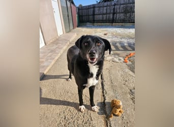JAX -einer der „liebsten und freundlichsten Hunde, die wir je im Tierheim hatten“