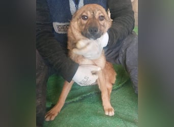 ATHENA-unglaublich freundlich, offen, verspielt, sucht ihre liebevolle Für-immer-Familie