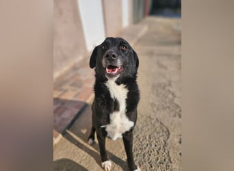 JAX -einer der „liebsten und freundlichsten Hunde, die wir je im Tierheim hatten“