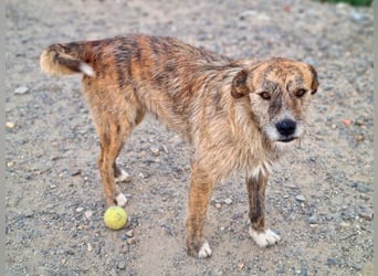 NELSON-kleiner Träumer, sanft,ruhig Seele, wartet sehnsüchtig auf sein liebevolles Für-immer-Zuhause