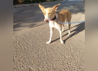 DAMA-zarte, noch etwas schüchterne, Podenco-Mädchen