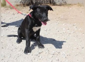 NANO-echter Sonnenschein auf vier Pfoten