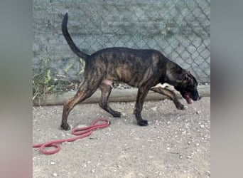 KAYO-kleiner Sonnenschein sucht sein Glück