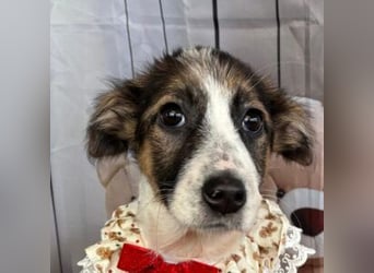 ISA-hübsches kleines Mädchen mit ihrem schneeweißen Fell und der braun-schwarzen Maske im Gesicht