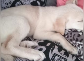 ASLAND-Ein junger Hund, der endlich ankommen möchte