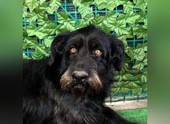 NERO-hübscher, liebevoll-freundlicher Mischlingsrüde