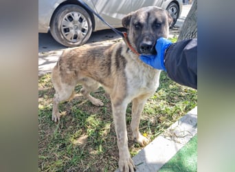 Wunderbarer VINCENT- ein Seelenhund sucht liebevolles Für-immer-Zuhause