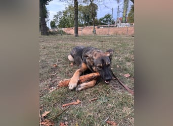 SOPHIE-Vielleicht können genau Sie sichin diesem Moment vorstellen, Sophie ein Zuhause zu geben.