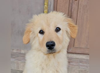 SLEEPY-ein fröhlicher, aufgeschlossener, sehr menschenbezogener Welpe sucht sein Für-Immer-Zuhause