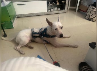 Bezaubernder DRACO-Ein Herz auf vier Pfoten sucht sein Für-immer-Zuhause!