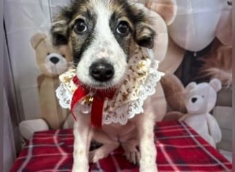 ISA-hübsches kleines Mädchen mit ihrem schneeweißen Fell und der braun-schwarzen Maske im Gesicht